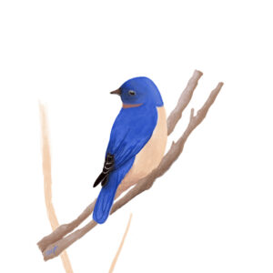 Le Merle-Bleu