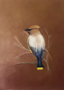 Cedar Waxwing